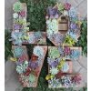 Mixed Lithops Succulent Seeds – Living Stones Plant Seeds for Planting, 200 Seeds Pack - Image 2