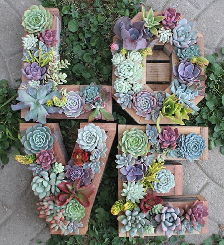 Mixed Lithops Succulent Seeds – Living Stones Plant Seeds for Planting, 200 Seeds Pack - Image 2
