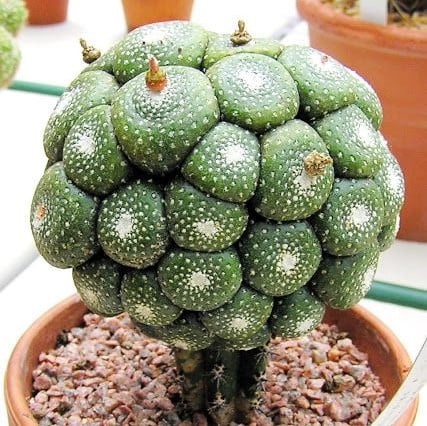 Rare Succulent Seeds – Assorted Cactus & Succulent Seeds for Planting, 100 Seeds Pack - Image 2