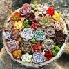 Mixed Succulent Seeds – Rare Assorted Cactus & Succulent Seeds for Planting, 200 Seeds Pack - Image 2