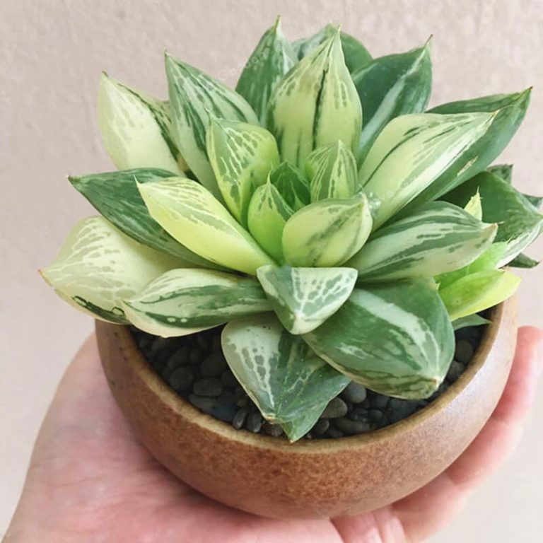 Haworthia Cymbiformis Seeds – Succulent Plant Seeds for Planting, 100 Seeds Pack - Image 2
