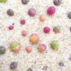 Gibbaeum Heathii Seeds – Cute Ball Succulent Seeds for Planting, 100 Seeds Pack - Image 2