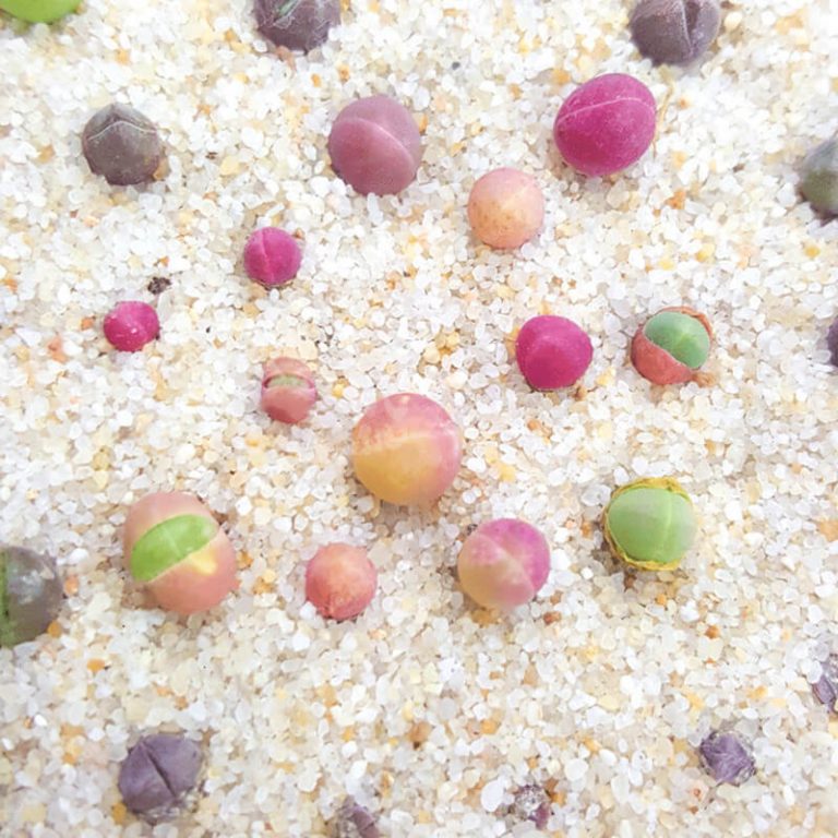 Gibbaeum Heathii Seeds – Cute Ball Succulent Seeds for Planting, 100 Seeds Pack - Image 2