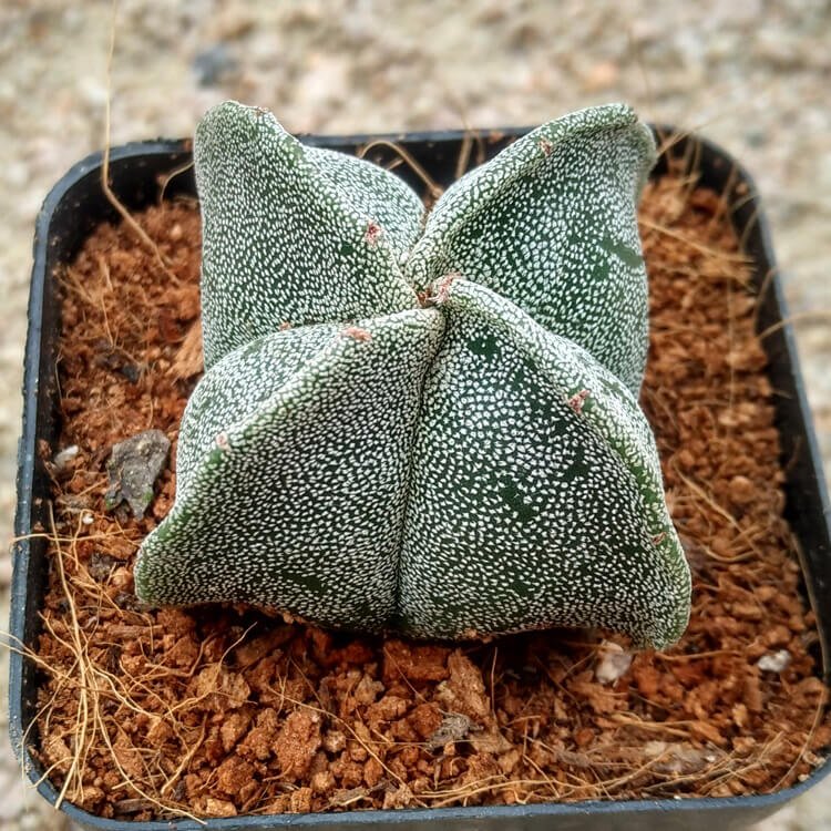 Astrophytum Myriostigma Seeds – Assorted Succulent Cactus Seeds for Planting, 100 Seeds Pack - Image 2