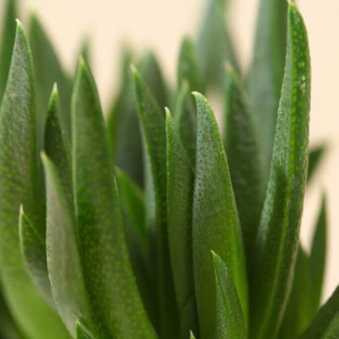 Bergeranthus Multiceps Seeds – Rare Succulent Plant Seeds for Planting, 100 Seeds Pack - Image 2
