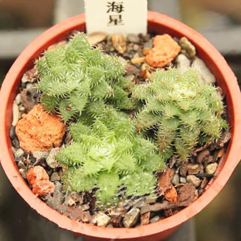 Rare Crassula Succulent Seeds – Succulent Plant Seeds for Planting, 100 Seeds Pack - Image 2