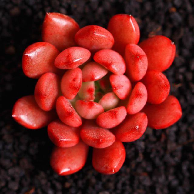 Red Lithops Succulent Seeds – Rare Living Stones Seeds for Planting, 200 Seeds Pack - Image 2