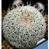 Ball Cactus Seeds – Rare Succulent Plant Seeds for Planting, 100 Seeds Pack - Image 2