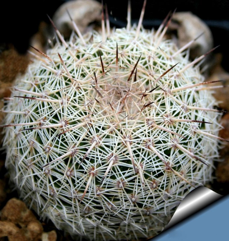 Ball Cactus Seeds – Rare Succulent Plant Seeds for Planting, 100 Seeds Pack - Image 2