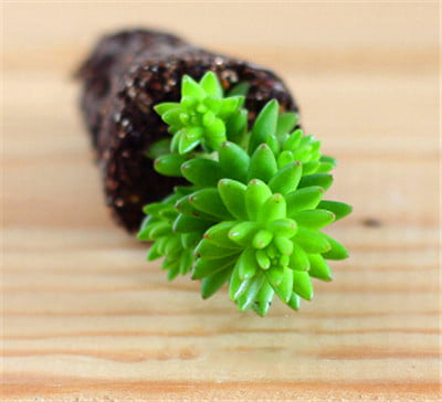 Mixed Lithops Succulent Seeds – Living Stones Plant Seeds for Planting, 100 Seeds Pack - Image 2