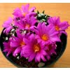 Echinopsis Tubiflora Seeds – Rare Succulent Cactus Seeds for Planting, 100 Seeds Pack - Image 2