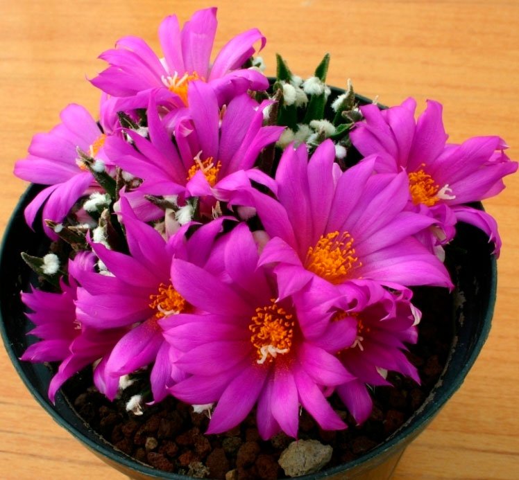 Echinopsis Tubiflora Seeds – Rare Succulent Cactus Seeds for Planting, 100 Seeds Pack - Image 2