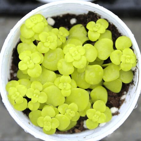 Mixed Succulent Seeds – Multi-Variety Cactus & Succulent Seeds for Planting, 100 Seeds Pack - Image 2