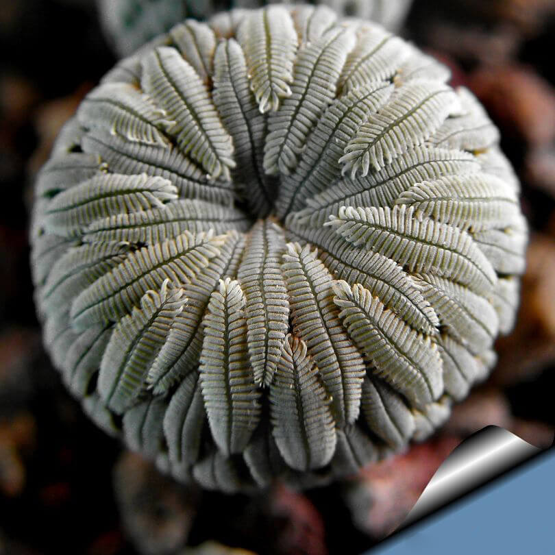 Astrophytum Cactus Seeds – Rare Assorted Succulent Cactus Seeds for Planting, 100 Seeds Pack - Image 2