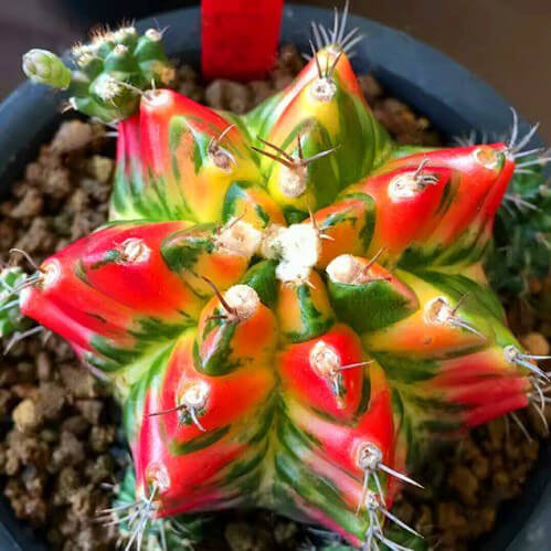 Astrophytum Ornatum Seeds – Rare Cactus Succulent Seeds for Planting, 100 Seeds Pack - Image 2