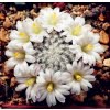 Astrophytum Cactus Seeds – Succulent & Cactus Seeds for Planting, 100 Seeds Pack - Image 2