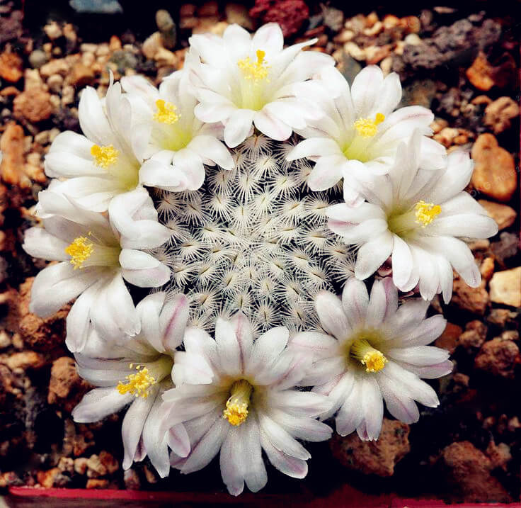Astrophytum Cactus Seeds – Succulent & Cactus Seeds for Planting, 100 Seeds Pack - Image 2