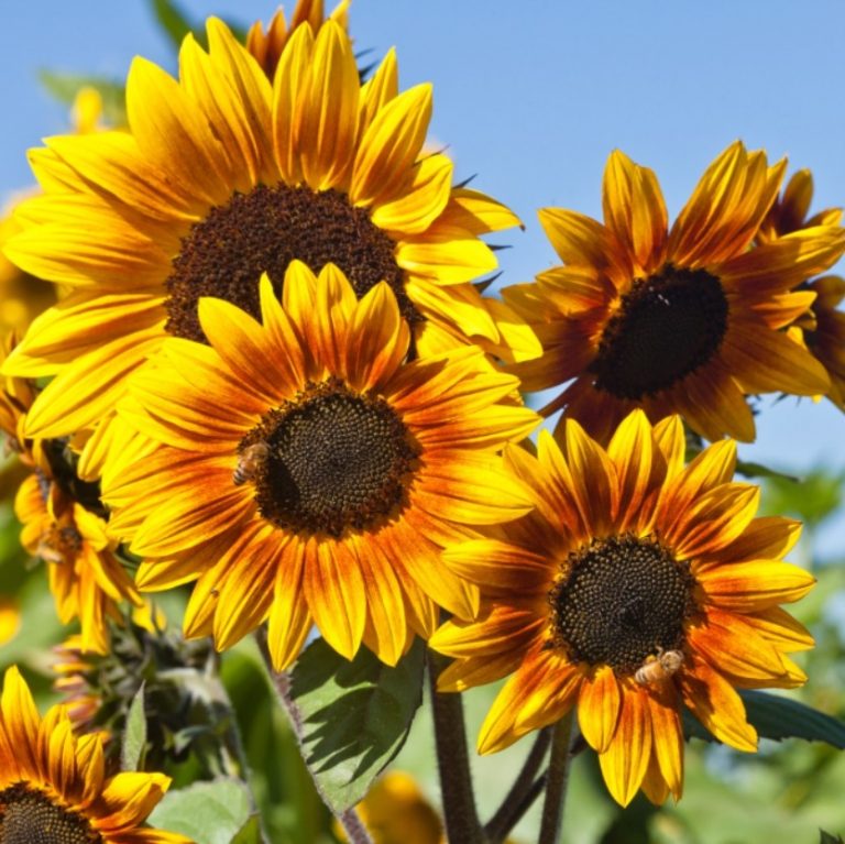 Dwarf Sunflower Seeds – Garden Sunflower Flower Seeds for Planting, 20 Seeds Pack - Image 2