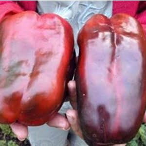 Alternative view of Giant Sweet Pepper Seeds, 100seeds/pack