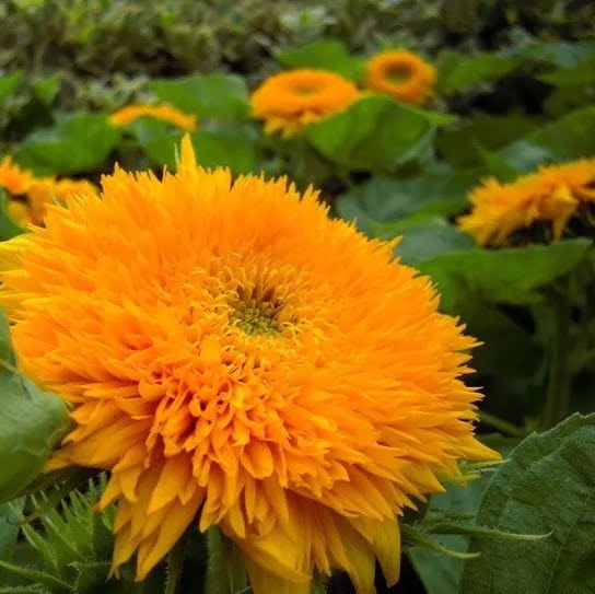 Teddy Bear Sunflower Seeds – Dwarf Double Bloom Sunflower Seeds for Garden Planting, 40 Seeds Pack - Image 2