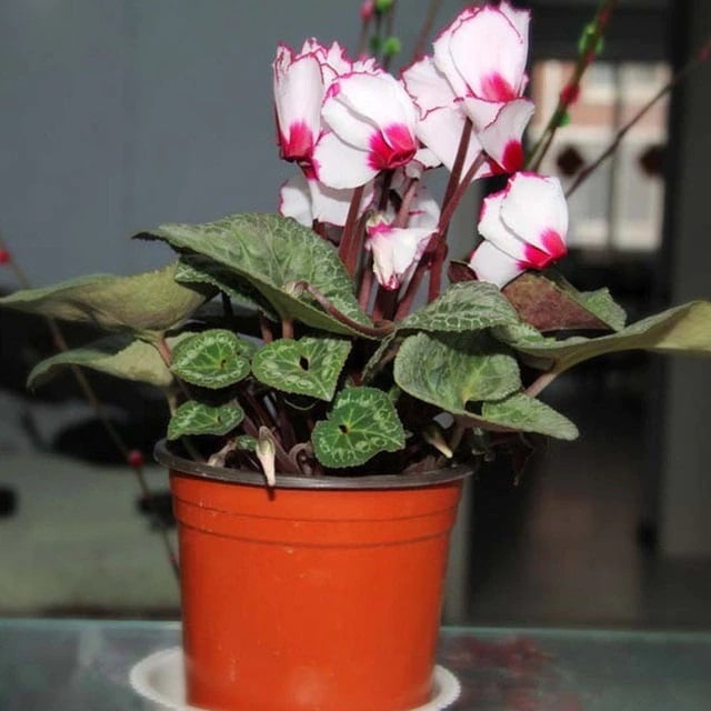 Cyclamen Flower Seeds – White Red Edge Perennial Flower Seeds for Garden Planting, 100 Seeds Pack - Image 2