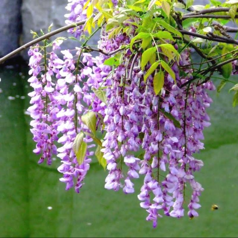 Lilac Wisteria Tree Seeds – Mini Bonsai Flowering Vine Seeds for Garden Planting, 10 Seeds Pack - Image 2