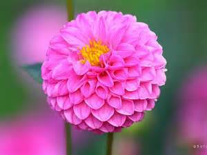 Dahlia Bulb – Multi-Color Garden Dahlia Flower Bulb for Planting, 1 Bulb Pack - Image 2