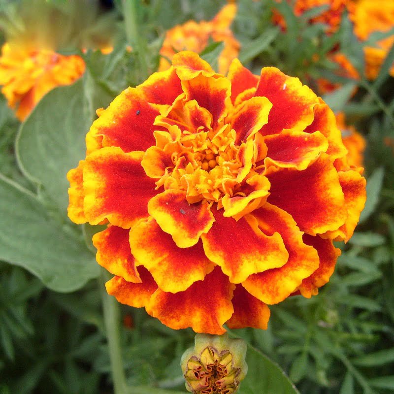 Red Yellow Edge Marigold Seeds – Rare Bi-Color Garden Flower Seeds for Planting, 100 Seeds Pack - Image 2