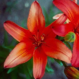 Perfume Lily Flower Bulb – Multi-Color Garden Lily Bulb for Planting, 1 Bulb Pack - Image 2