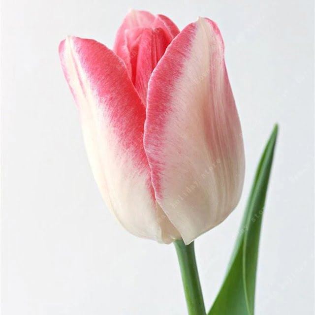 Tulip Flower Bulb – Holland Garden Flower Bulb for Planting, 1 Bulb Pack - Image 2