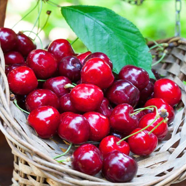 Black Cherry Seeds – Red Cherry Fruit Seeds for Planting, 20 Seeds Pack - Image 2