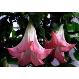 Alternative view of Datura Flower Seeds – Mixed Color Devil’s Trumpet Seeds for Garden Planting, 100 Seeds Pack