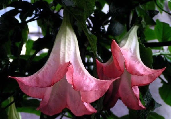 Datura Flower Seeds – Mixed Color Devil’s Trumpet Seeds for Garden Planting, 100 Seeds Pack - Image 2