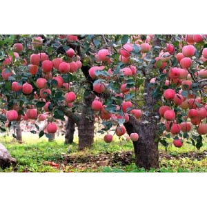 Alternative view of Red Apple Tree Seeds – Heirloom Bonsai Fruit Tree Seeds for Garden Planting, 50 Seeds Pack