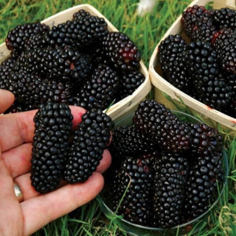 Mulberry Tree Seeds – Blackberry Fruit Tree Seeds for Garden Planting, 200 Seeds Pack - Image 2