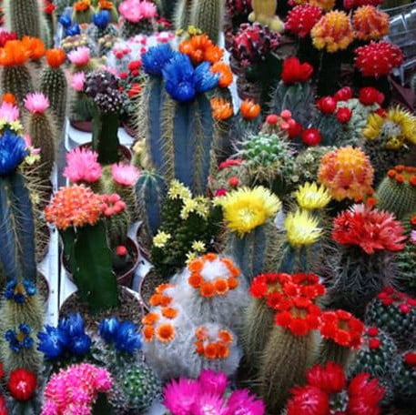Mixed Multi-Color Cactus Seeds – Assorted Succulent Cactus Seeds for Planting, 100 Seeds Pack - Image 2