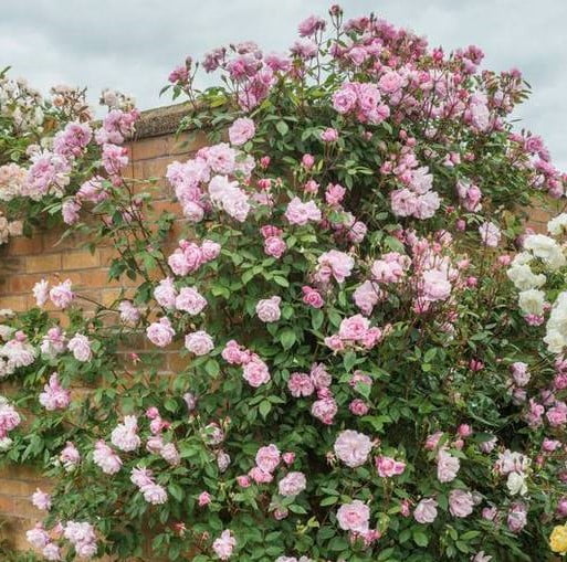 Climbing Rose Flower Seeds – Garden Rose Seeds for Planting, 100 Seeds Pack - Image 2