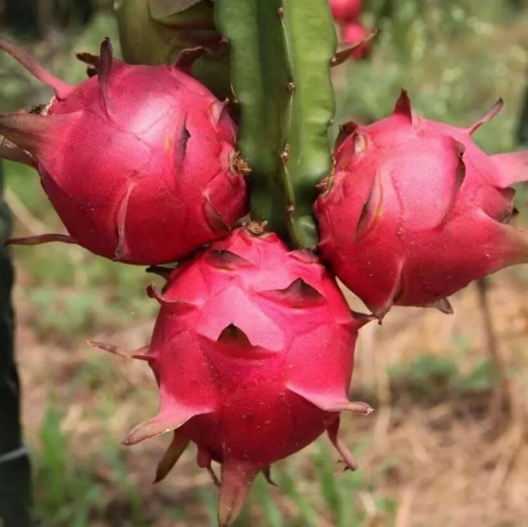 Dwarf Dragon Fruit Seeds – Bonsai Pitaya Fruit Seeds for Garden Planting, 200 Seeds Pack - Image 2