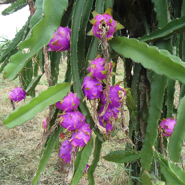Pink Dragon Fruit Seeds – Mini Pitaya Tropical Fruit Seeds for Garden Planting, 200 Seeds Pack - Image 2