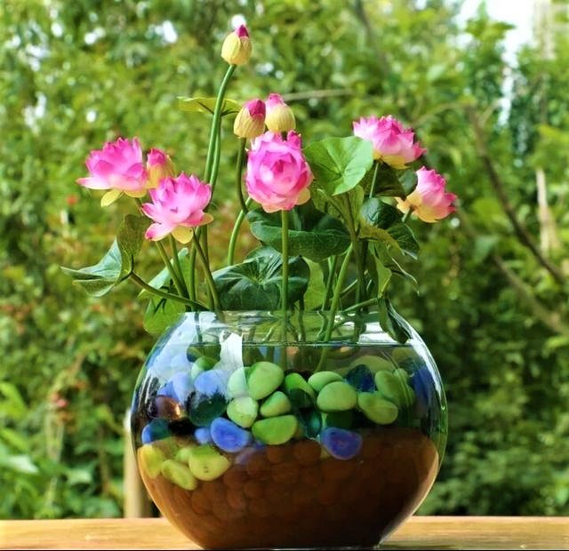 Mixed Color Lotus Flower Seeds – Perennial Aquatic Flower Seeds for Pond Planting, 12 Seeds Pack - Image 2