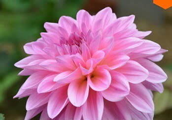 Dahlia Bulb – White & Red Garden Flower Bulb for Planting, 1 Bulb Pack - Image 2