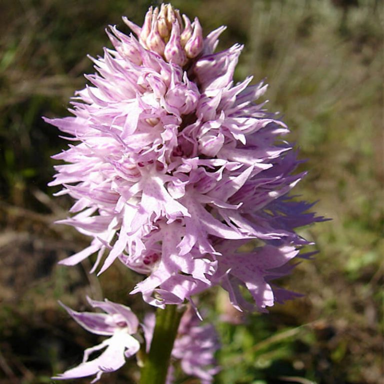 Orchis Italica Orchid Seeds – Rare Orchid Flower Seeds for Garden Planting, 100 Seeds Pack - Image 2