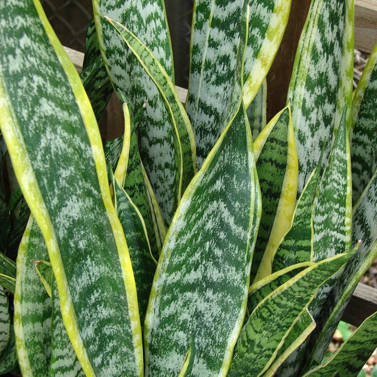 Sansevieria Trifasciata Seeds – Snake Plant Indoor Air-Purifying Plant Seeds, 100 Seeds Pack - Image 3