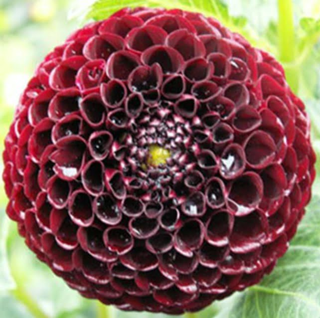 Dahlia Pinnata Bulb – Rare Black & Red Perennial Flower Bulb for Garden Planting, 1 Bulb Pack - Image 3