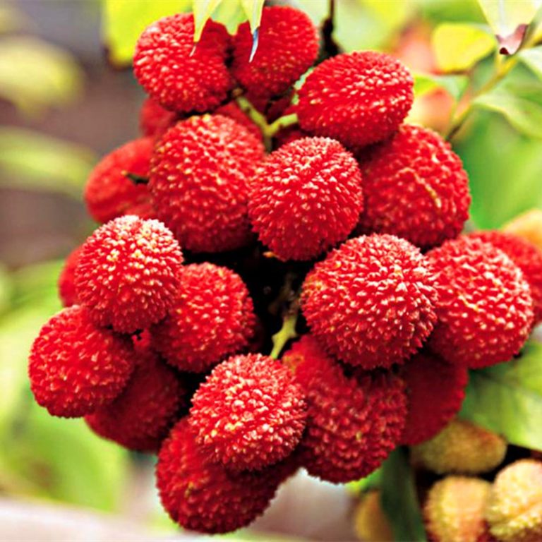 Litchi Chinensis Seeds – Giant Lychee Fruit Tree Seeds for Garden Planting, 10 Seeds Pack - Image 3