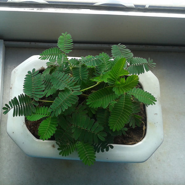 Mimosa Pudica Seeds – Sensitive “Shy Plant” Garden Seeds for Planting, 50 Seeds Pack - Image 3