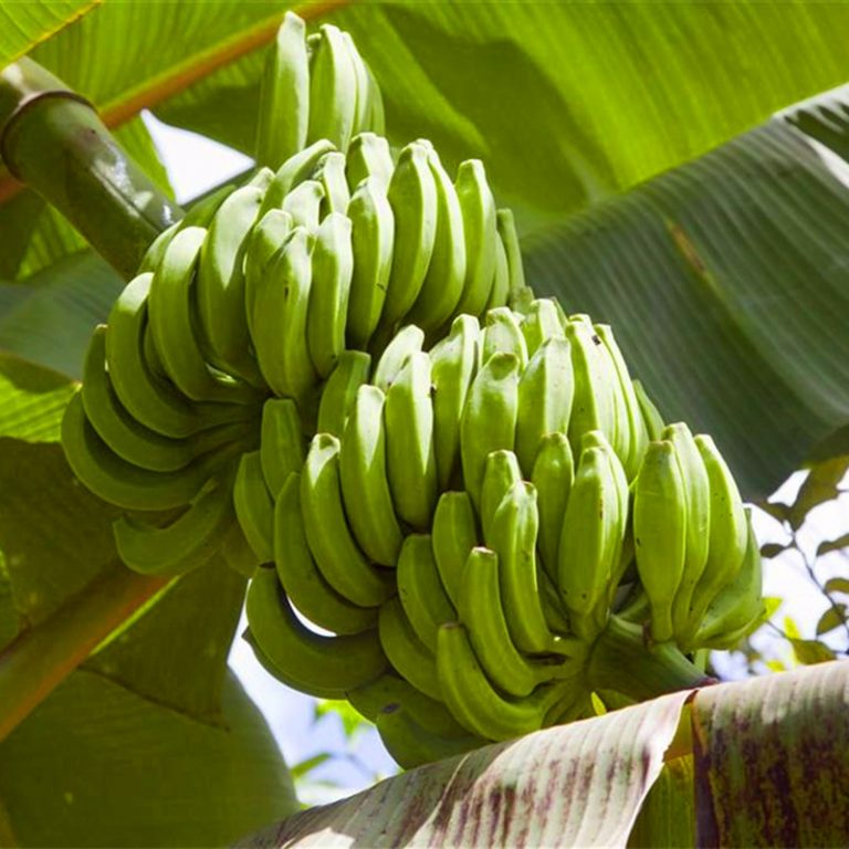 Dwarf Banana Seeds – Potted Banana Fruit Plant Seeds for Garden Planting, 100 Seeds Pack - Image 3
