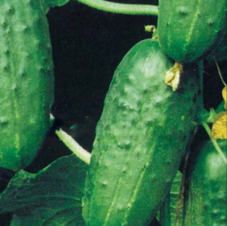 Cucumber Seeds – Vegetable Garden Seeds for Planting, 100 Seeds Pack - Image 3