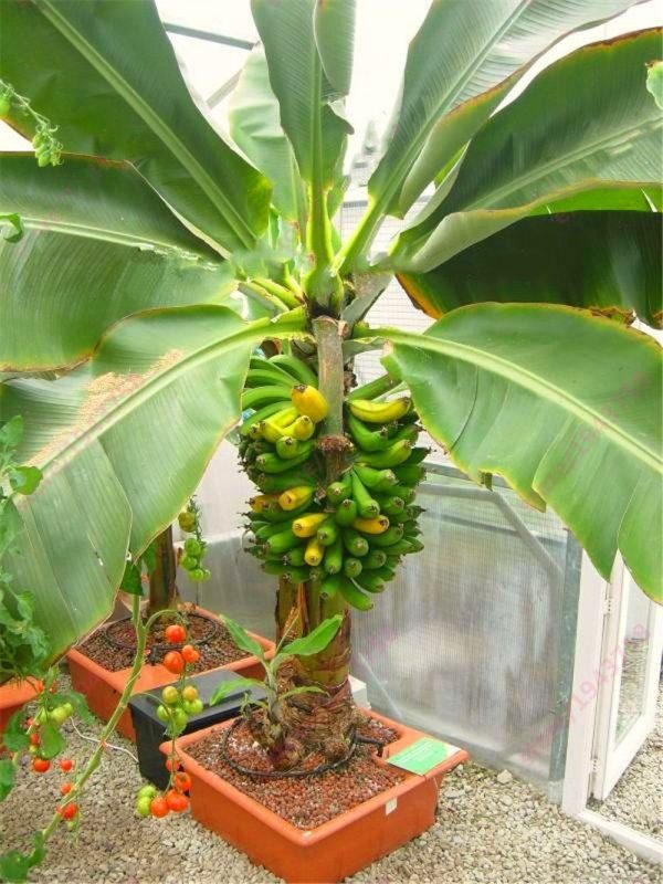 Dwarf Banana Seeds – Banana Fruit Plant Seeds for Garden Planting, 200 Seeds Pack - Image 3