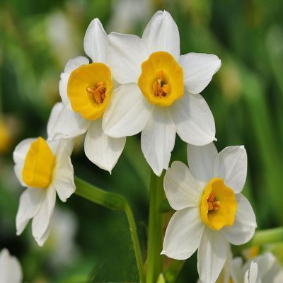 Daffodil Bulb – Multi-Color Bonsai Garden Flower Bulb for Planting, 1 Bulb Pack - Image 3